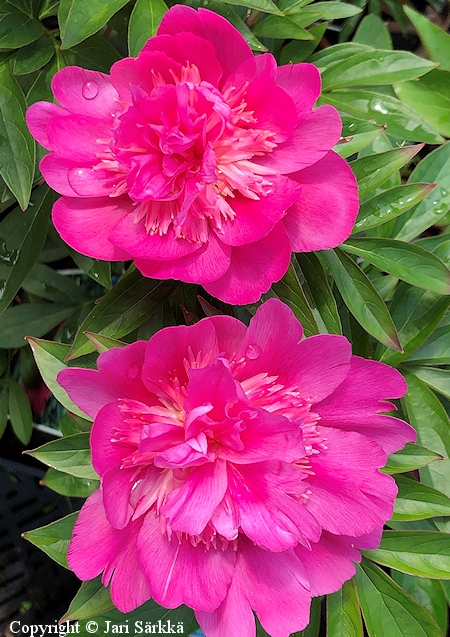 Paeonia lactiflora Sebastian Maas